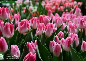 Tulipa Delta Chic ® (2)